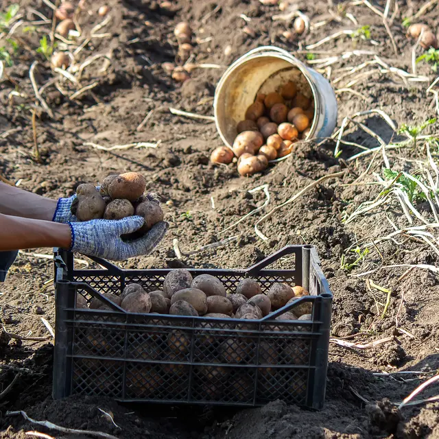 GAEC des Maisonnettes - Sainte-Pons
