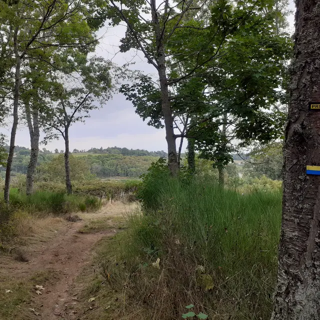 PR 52