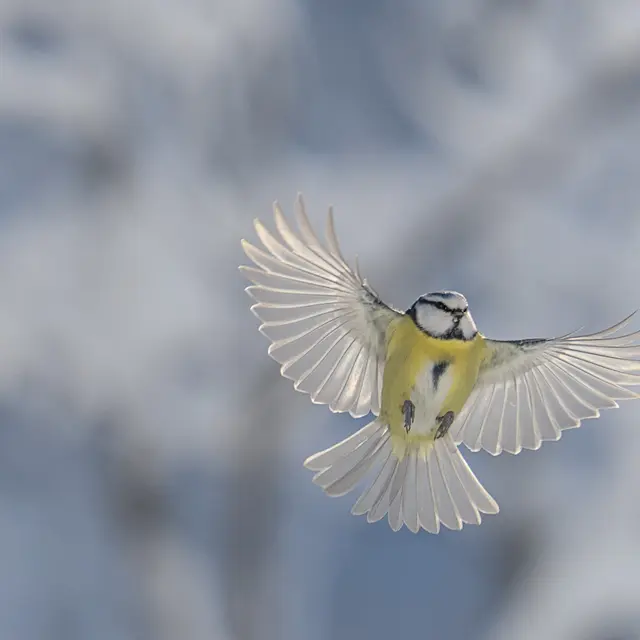 Exposition “Chemins croisés” - Gaspard Buttin - Festival Du Film Nature_Saint-Gervais-les-Bains