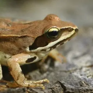 Crapauds, grenouilles et compagnie (4-7ans) - Maison du Marais de Lavours_Ceyzérieu