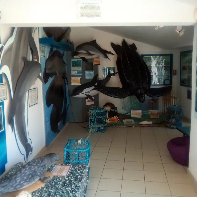 Salle tortues