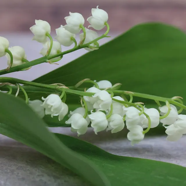 muguet