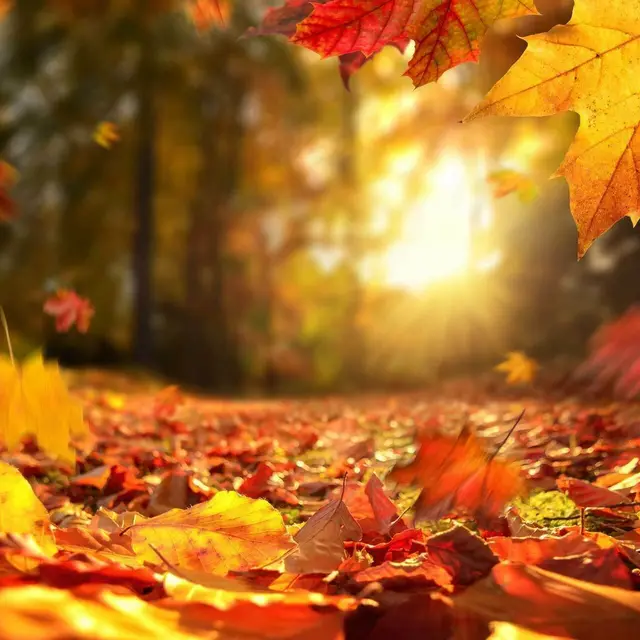 Fête de l’automne