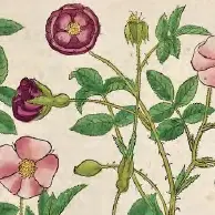 Conférence : Nos jardins à l'heure du changement climatique_Carpentras