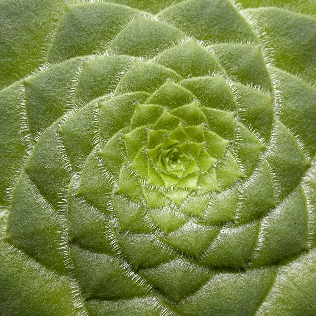 plante