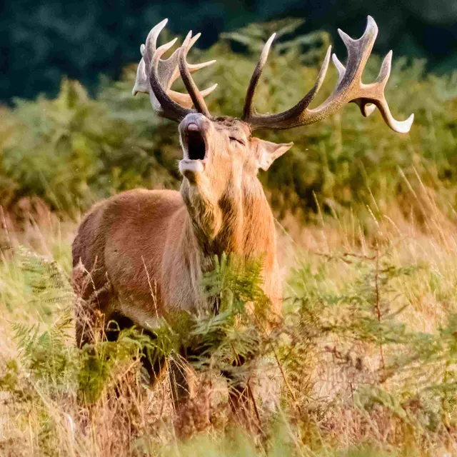 Sortie Brame du cerf_Guillaumes