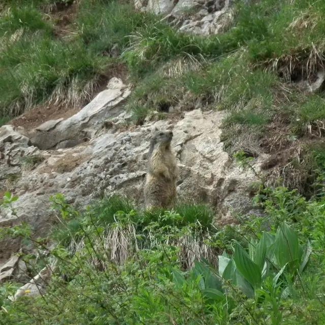 Marmotte