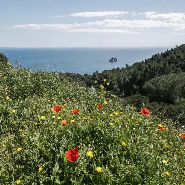Massif du cap Sicié_Six-Fours-les-Plages