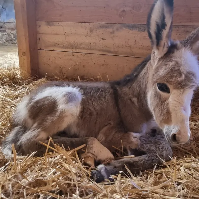 Domaine des Mylânes_Bussy-Albieux