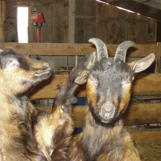 eleveurs_ crédit Chévrerie Merle (4)