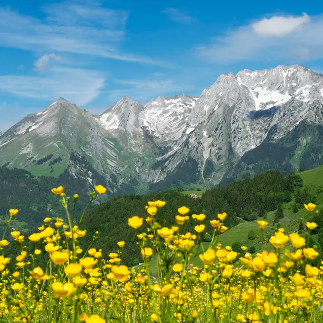 Aravis