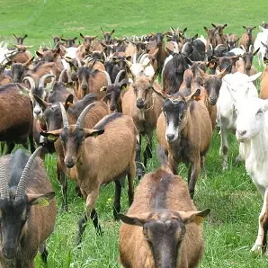 chèvrelaramaz