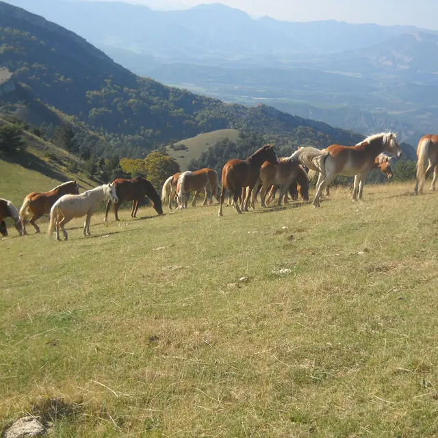 Le ptit gîte du Hameau de Villauret