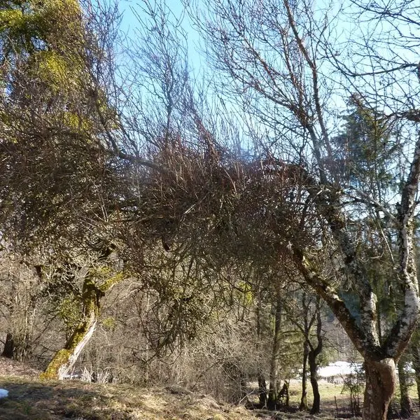 Les embruns
