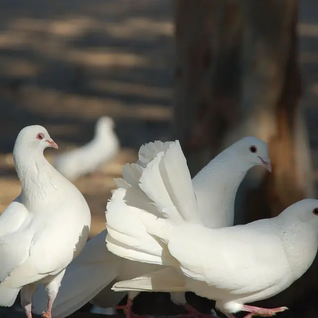 Parc des Oiseaux_Toulon