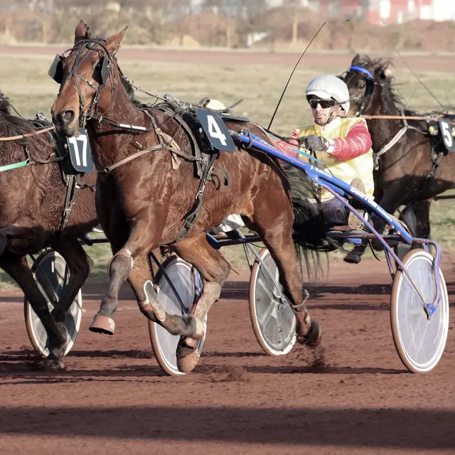 courses hippiques Saint-Galmier