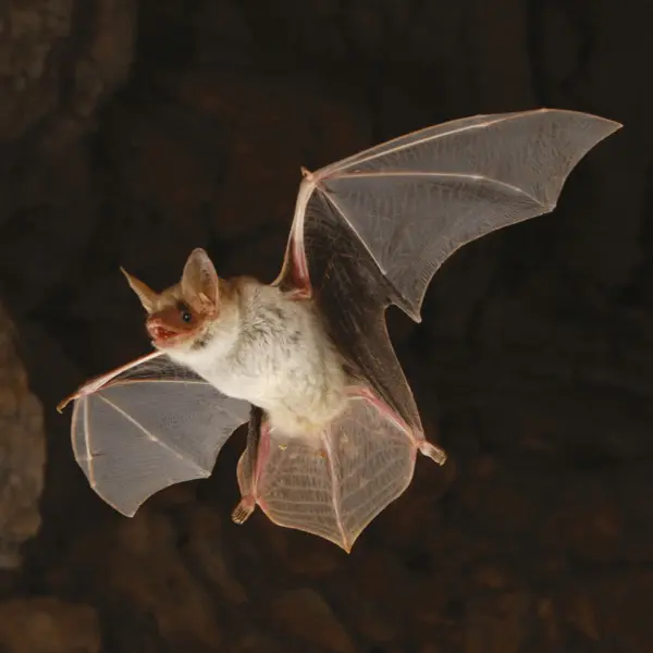 Nous les chauves-souris de Marseille - Nous les reines de la nuit_Marseille