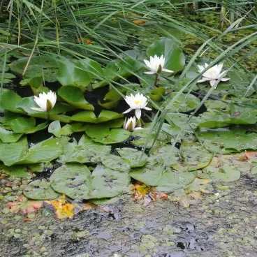 Sortie nature_Le Chambon-sur-Lignon