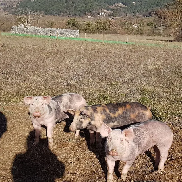 De Ferme en Ferme - Aux cochons d'Ausson_Solaure en Diois