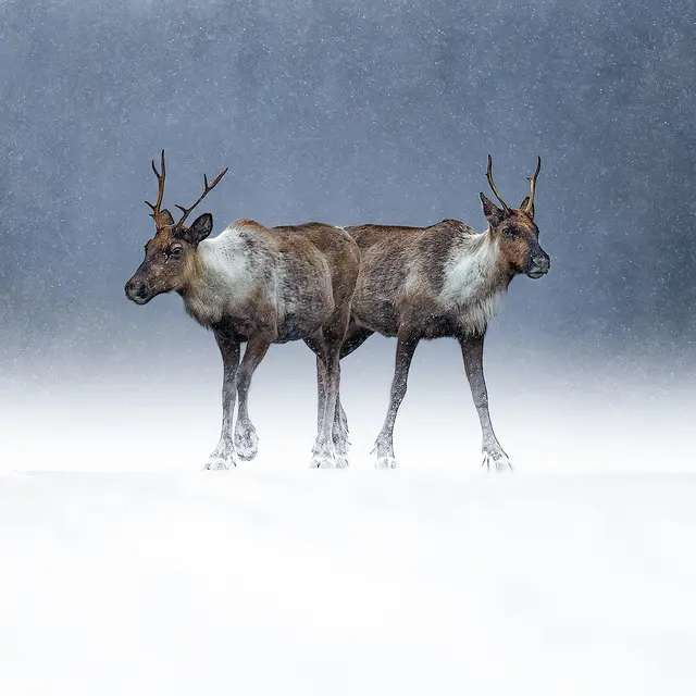 Exposition Le silence des sauvages de Joël Brunet et Laurence Terminet_Bourg-en-Bresse