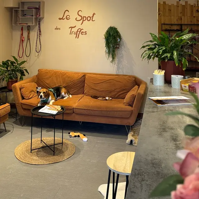 Le Spot des Truffes_Montauban
