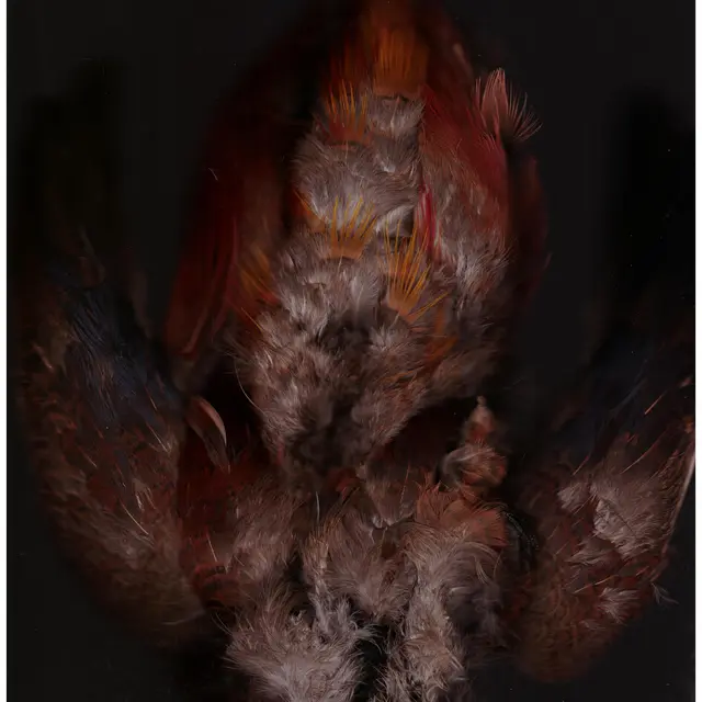 Exposition - Le Rut des sylves_Saint-Étienne