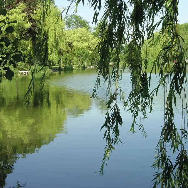 Chasse aux papillons