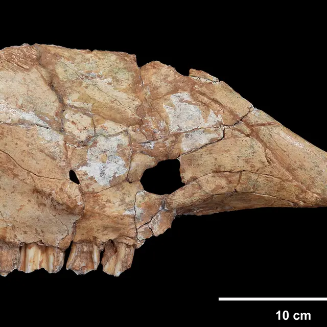 maxillaire d’aurochs (Bos primigenius) provenant de la grotte préhistorique du Lazaret à Nice