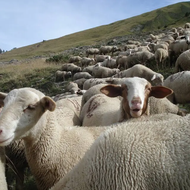 GAEC de la Maison Haute - Jausiers