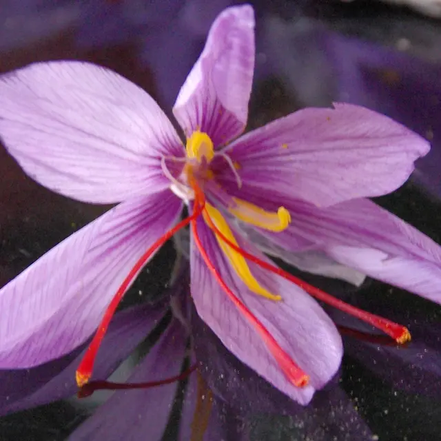 Safran dans la vallée du Jabron