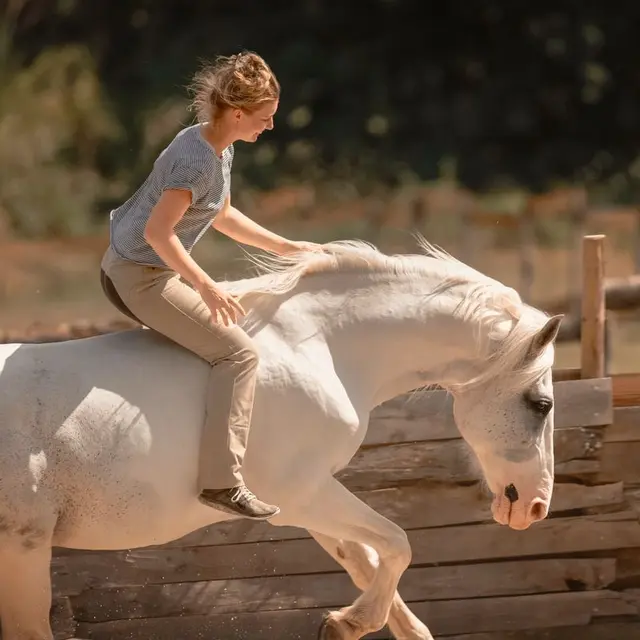 Communication Cheval_Montaigu-de-Quercy