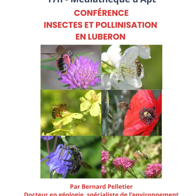 conférence insecte pollinisation en Luberon