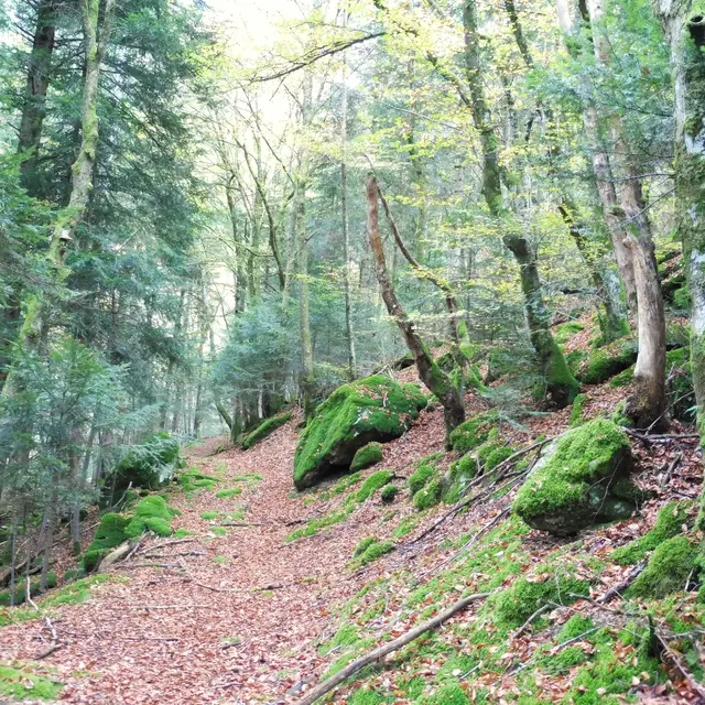 Paysages du Haut-Forez_Job