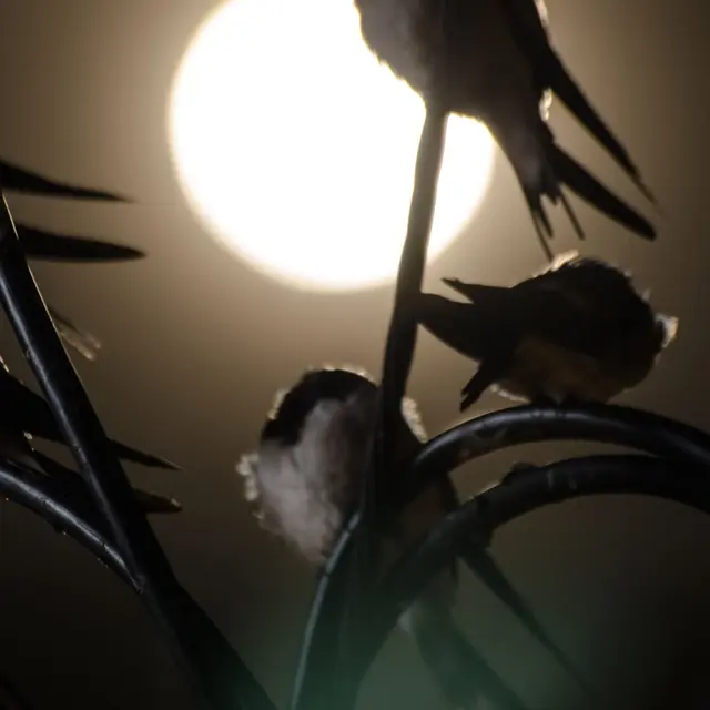 Point rencontre : Ecoute nocturne_La Croix-Valmer