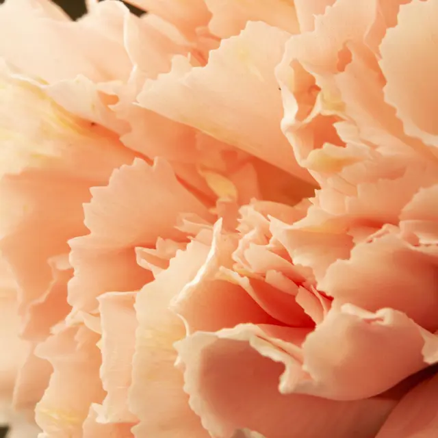 Foire de la Pivoine_Crêts en Belledonne