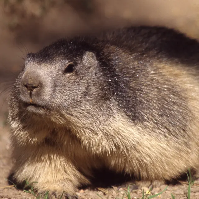 randonnée marmottes