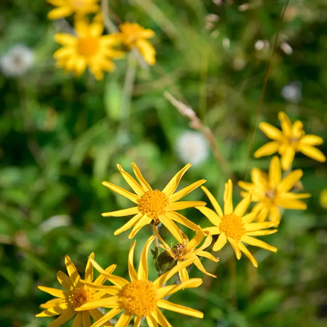Flore Val d'Arly