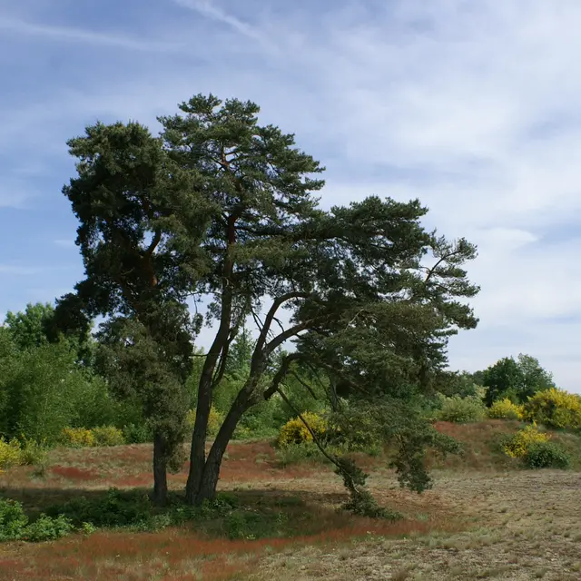 Boucle vélo loisirs de l'Ain à vélo : Dunes et bocage_Sermoyer