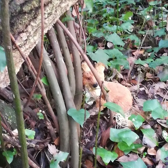 Balade contée Jeune Public