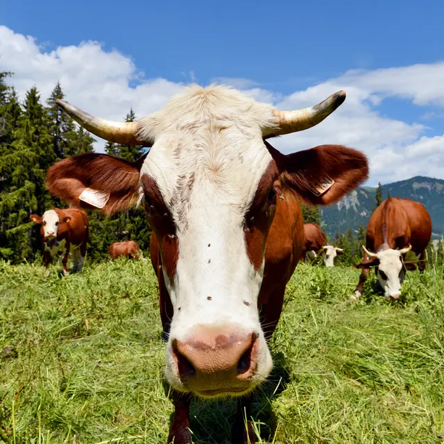 Vache abondance