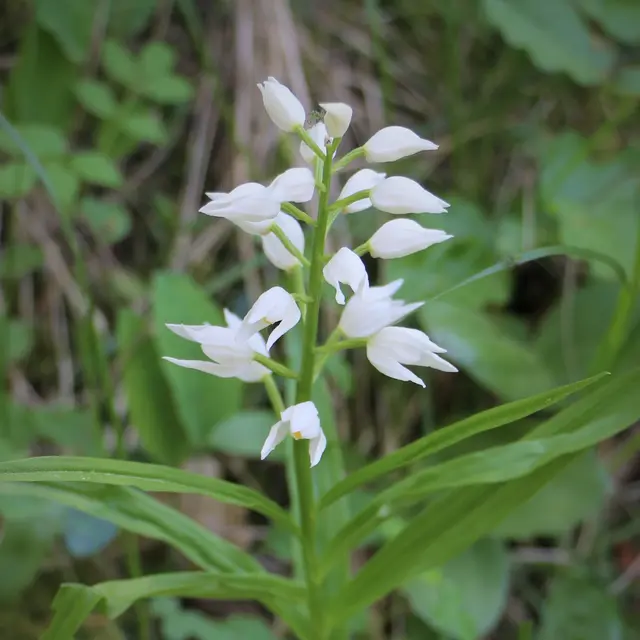 sentier thématique-Montbrand