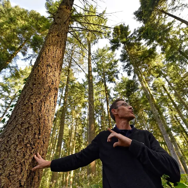 La forêt sous toutes ses facettes_Sallèdes