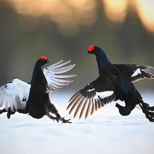 Cohabiter avec le Tétras lyre_Les Sept Laux Prapoutel