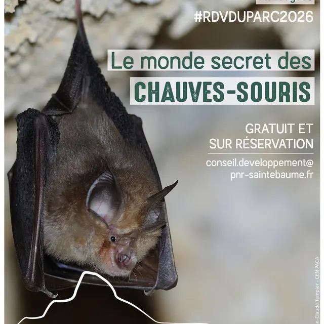 #RDVduParc • Le monde secret des chauves-souris_Mazaugues