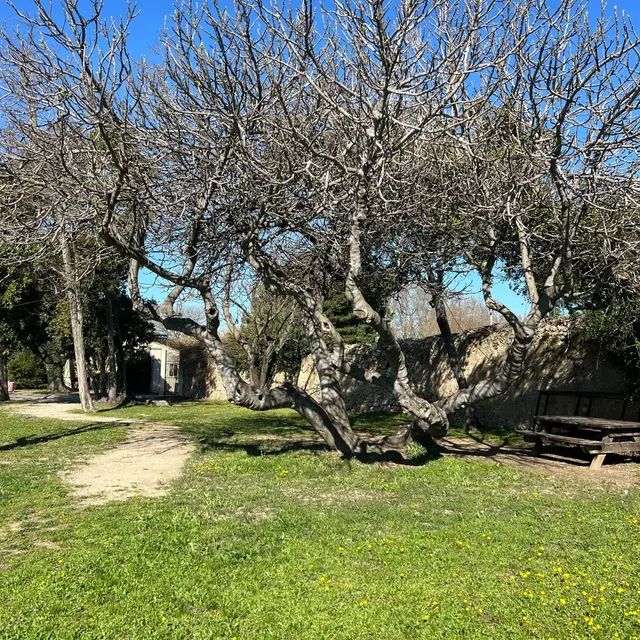 Parc du Moulin Peyre_Mouriès_pique nique