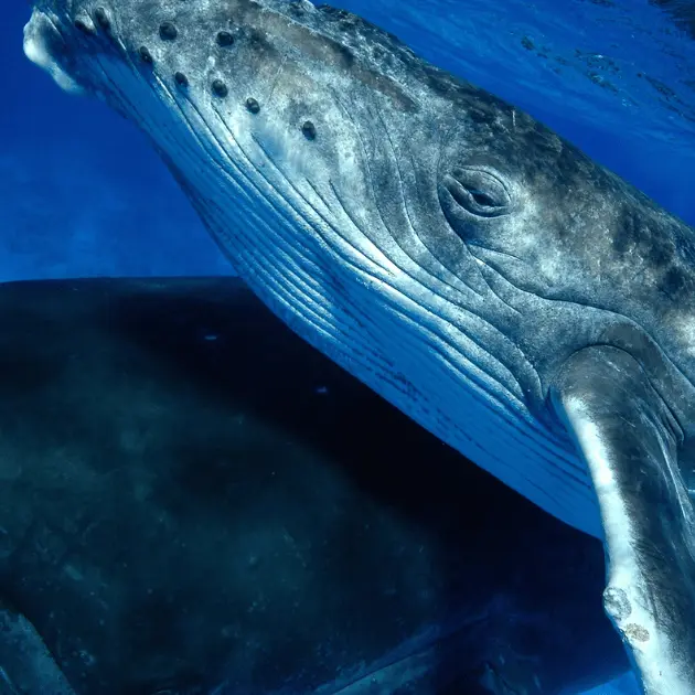 Tahiti Shark Expeditions - Tahiti Tourisme