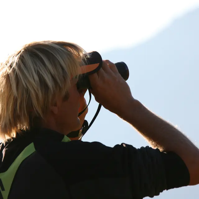 Observation des chamois