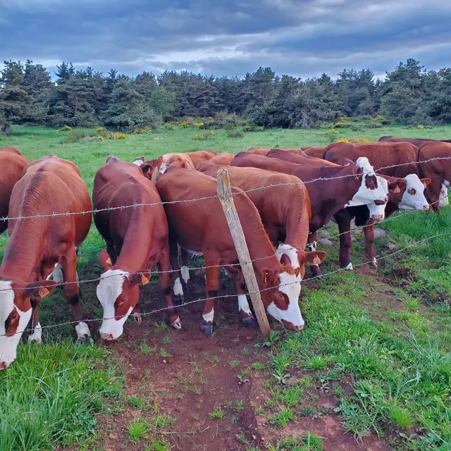Visite de la ferme du Jarry_Paulhac