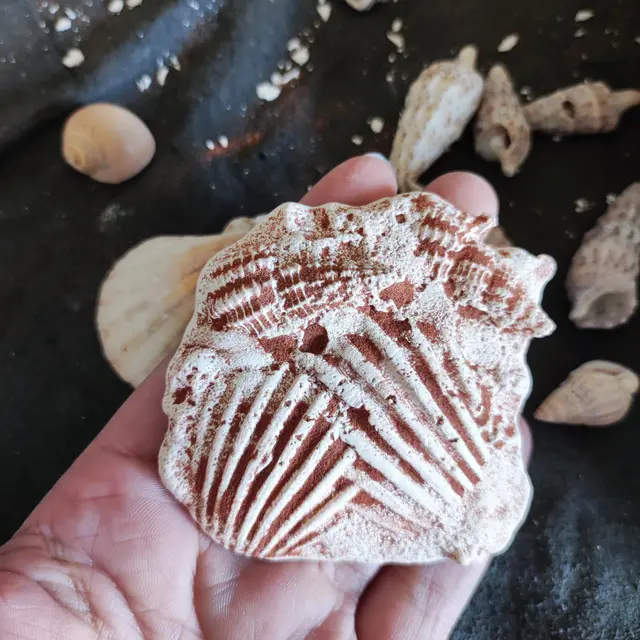 Histoire de la vie, Fabrication de fossiles_Sciez