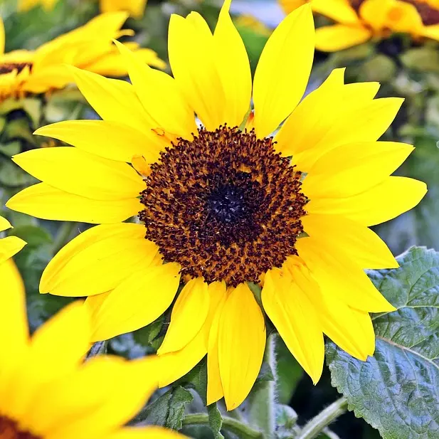Marché aux fleurs_Seyssel